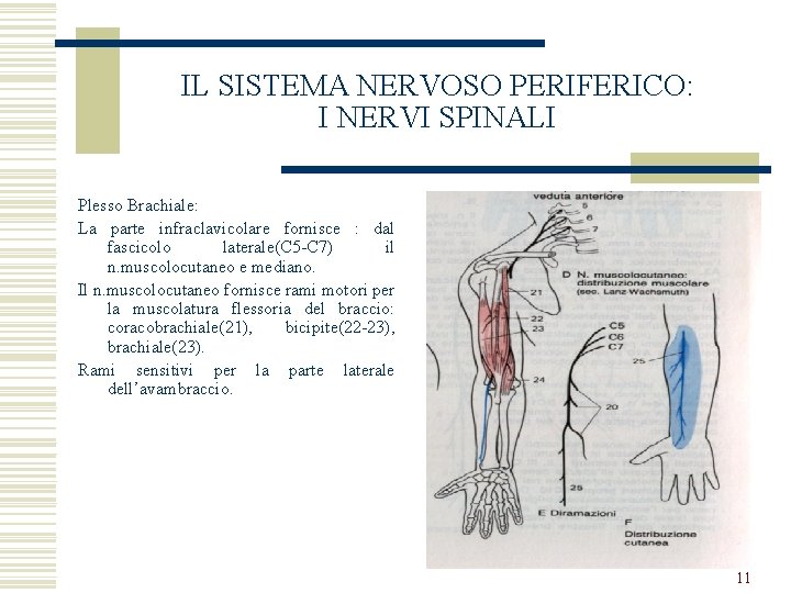 IL SISTEMA NERVOSO PERIFERICO: I NERVI SPINALI Plesso Brachiale: La parte infraclavicolare fornisce :