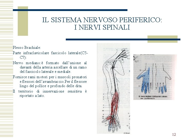 IL SISTEMA NERVOSO PERIFERICO: I NERVI SPINALI Plesso Brachiale: Parte infraclavicolare fascicolo laterale(C 5