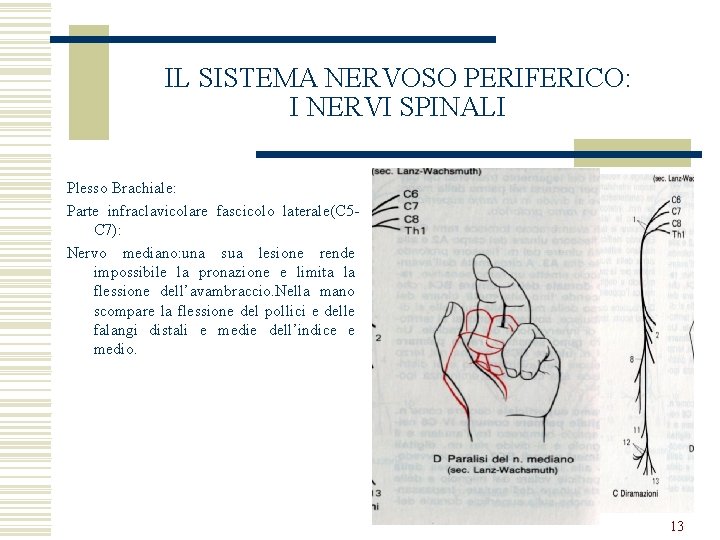 IL SISTEMA NERVOSO PERIFERICO: I NERVI SPINALI Plesso Brachiale: Parte infraclavicolare fascicolo laterale(C 5