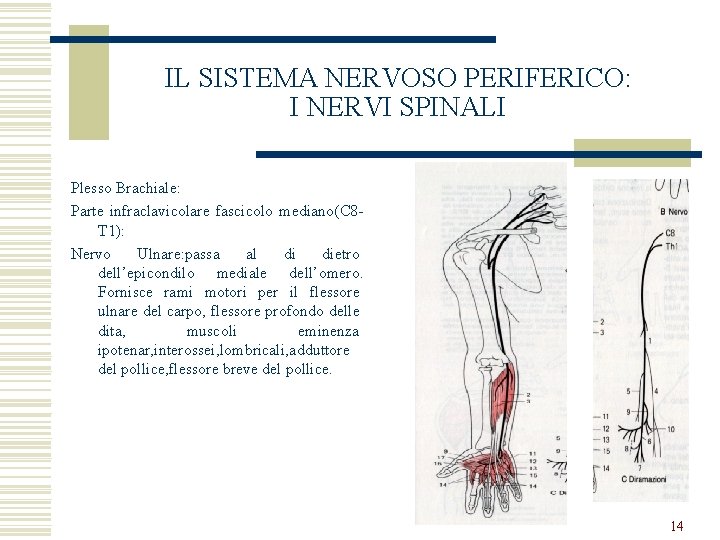 IL SISTEMA NERVOSO PERIFERICO: I NERVI SPINALI Plesso Brachiale: Parte infraclavicolare fascicolo mediano(C 8