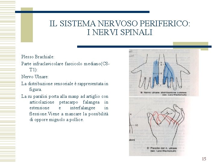 IL SISTEMA NERVOSO PERIFERICO: I NERVI SPINALI Plesso Brachiale: Parte infraclavicolare fascicolo mediano(C 8