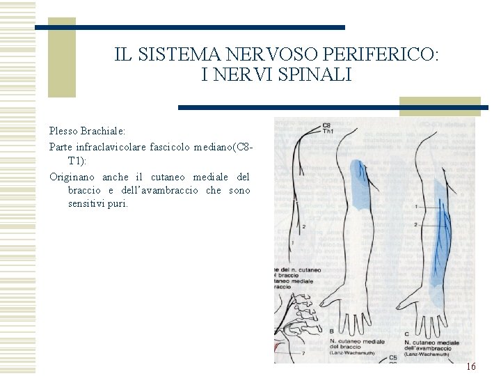 IL SISTEMA NERVOSO PERIFERICO: I NERVI SPINALI Plesso Brachiale: Parte infraclavicolare fascicolo mediano(C 8