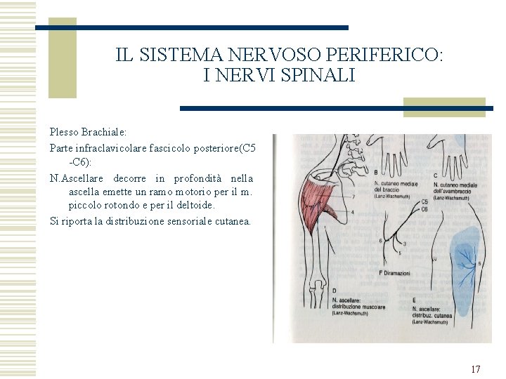 IL SISTEMA NERVOSO PERIFERICO: I NERVI SPINALI Plesso Brachiale: Parte infraclavicolare fascicolo posteriore(C 5