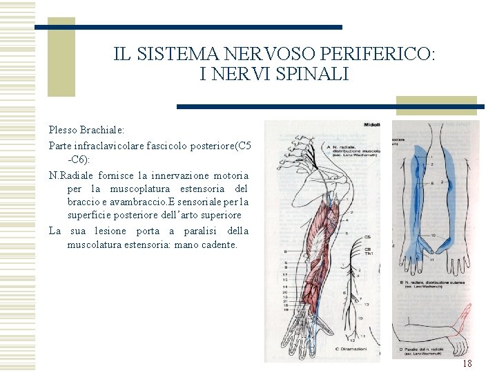 IL SISTEMA NERVOSO PERIFERICO: I NERVI SPINALI Plesso Brachiale: Parte infraclavicolare fascicolo posteriore(C 5