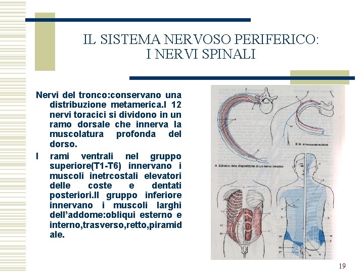 IL SISTEMA NERVOSO PERIFERICO: I NERVI SPINALI Nervi del tronco: conservano una distribuzione metamerica.