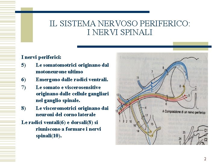 IL SISTEMA NERVOSO PERIFERICO: I NERVI SPINALI I nervi periferici: 5) Le somatomotrici originano