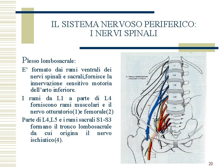 IL SISTEMA NERVOSO PERIFERICO: I NERVI SPINALI Plesso lombosacrale: E’ formato dai rami ventrali