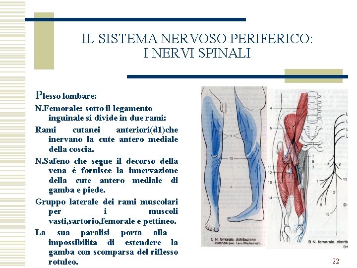 IL SISTEMA NERVOSO PERIFERICO: I NERVI SPINALI Plesso lombare: N. Femorale: sotto il legamento