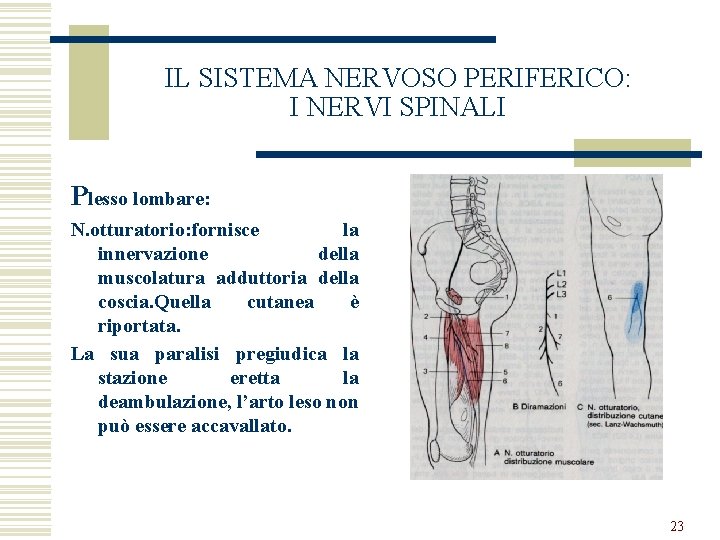 IL SISTEMA NERVOSO PERIFERICO: I NERVI SPINALI Plesso lombare: N. otturatorio: fornisce la innervazione