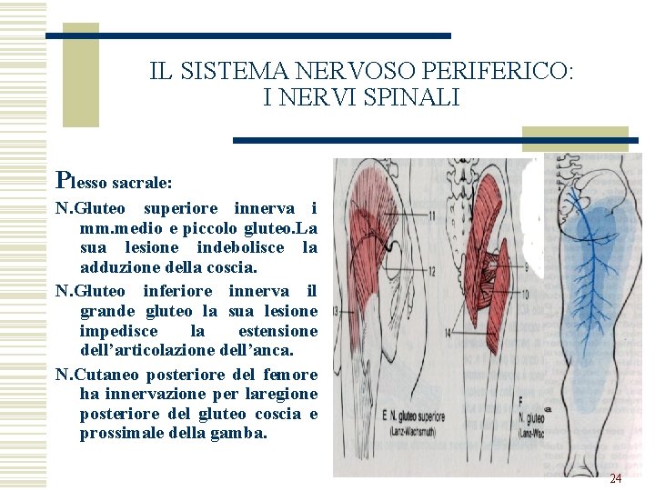 IL SISTEMA NERVOSO PERIFERICO: I NERVI SPINALI Plesso sacrale: N. Gluteo superiore innerva i