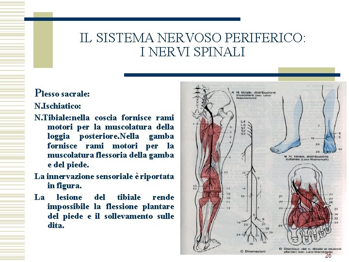 IL SISTEMA NERVOSO PERIFERICO: I NERVI SPINALI Plesso sacrale: N. Ischiatico: N. Tibiale: nella