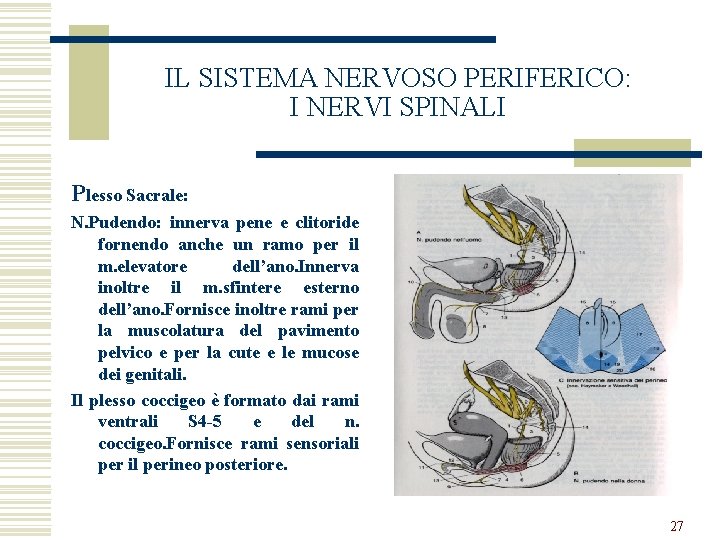 IL SISTEMA NERVOSO PERIFERICO: I NERVI SPINALI Plesso Sacrale: N. Pudendo: innerva pene e