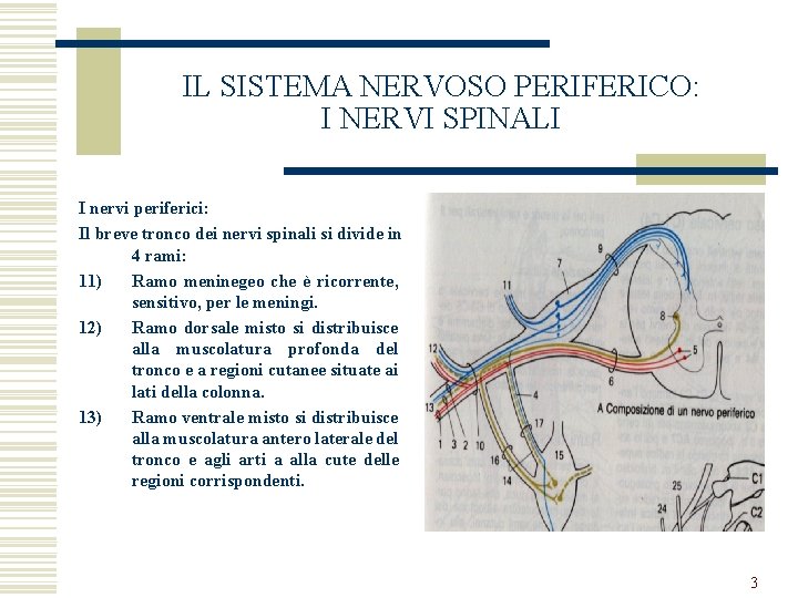 IL SISTEMA NERVOSO PERIFERICO: I NERVI SPINALI I nervi periferici: Il breve tronco dei