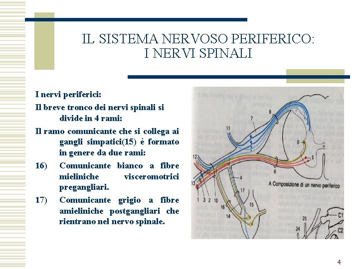 IL SISTEMA NERVOSO PERIFERICO: I NERVI SPINALI I nervi periferici: Il breve tronco dei