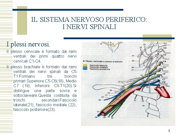 IL SISTEMA NERVOSO PERIFERICO: I NERVI SPINALI I plessi nervosi. Il plesso cervicale è