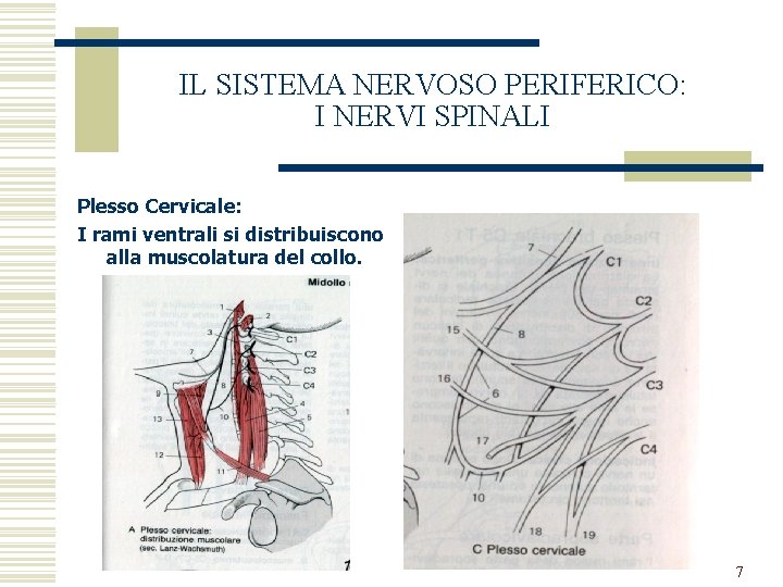 IL SISTEMA NERVOSO PERIFERICO: I NERVI SPINALI Plesso Cervicale: I rami ventrali si distribuiscono