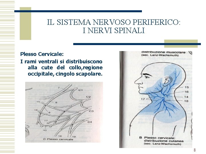 IL SISTEMA NERVOSO PERIFERICO: I NERVI SPINALI Plesso Cervicale: I rami ventrali si distribuiscono