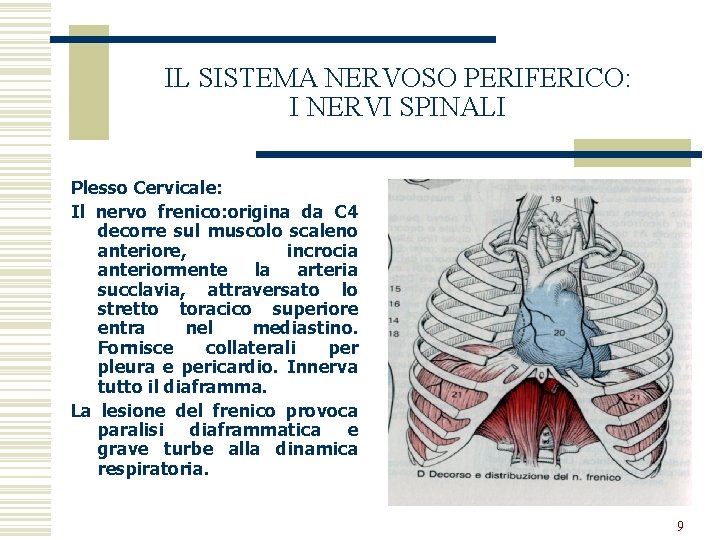 IL SISTEMA NERVOSO PERIFERICO: I NERVI SPINALI Plesso Cervicale: Il nervo frenico: origina da