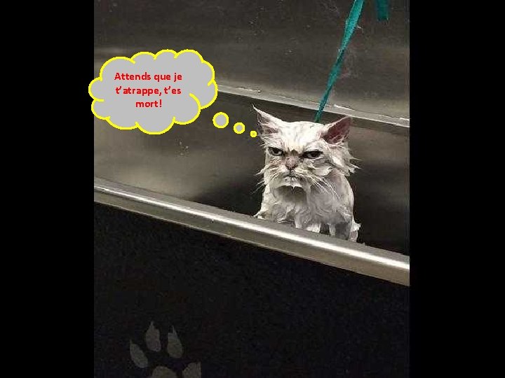 Attends que je t’atrappe, t’es mort! 