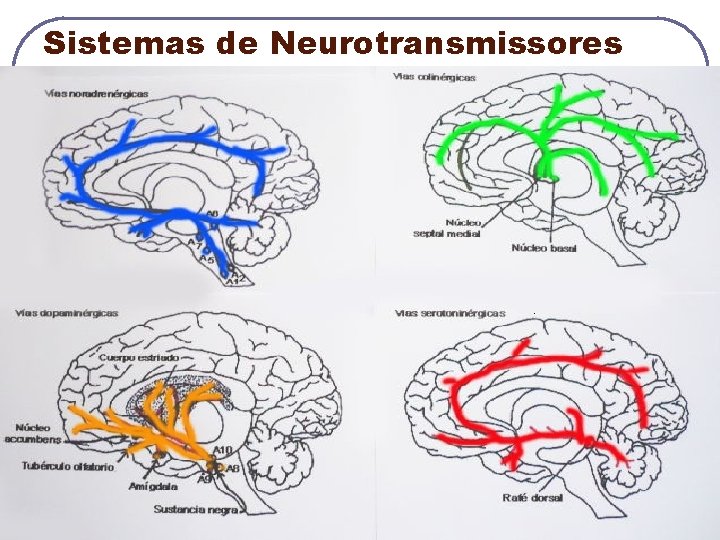 Sistemas de Neurotransmissores 