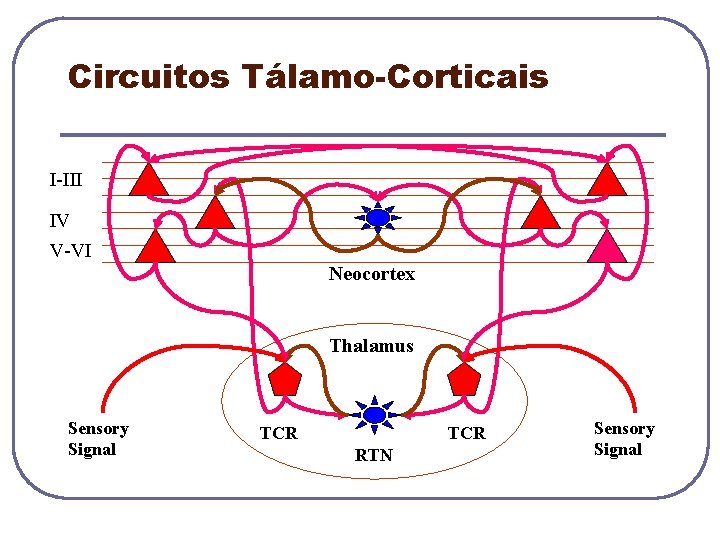 Circuitos Tálamo-Corticais I-III IV V-VI Neocortex Thalamus Sensory Signal TCR RTN Sensory Signal 