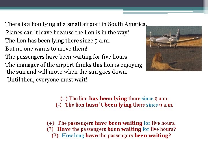 There is a lion lying at a small airport in South America. Planes can`t