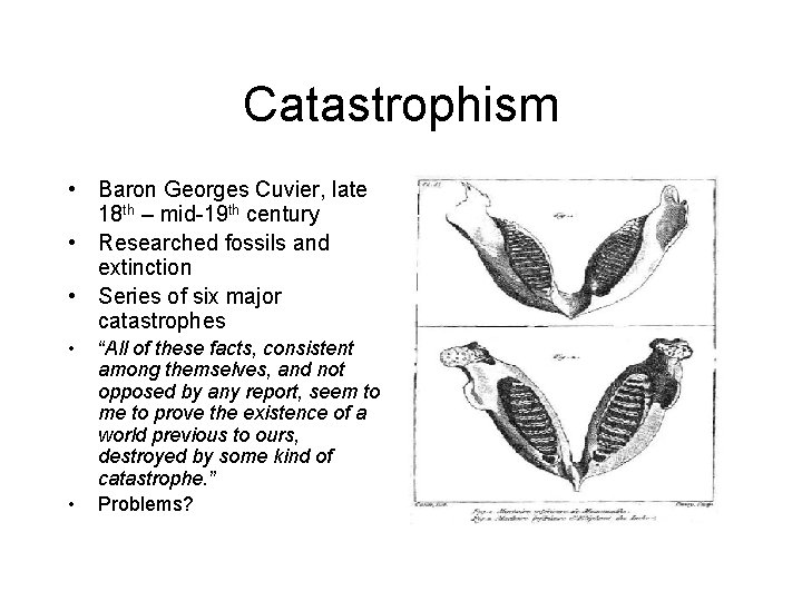 Catastrophism • Baron Georges Cuvier, late 18 th – mid-19 th century • Researched