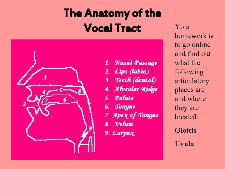 The Anatomy of the Vocal Tract Your homework is to go online and find