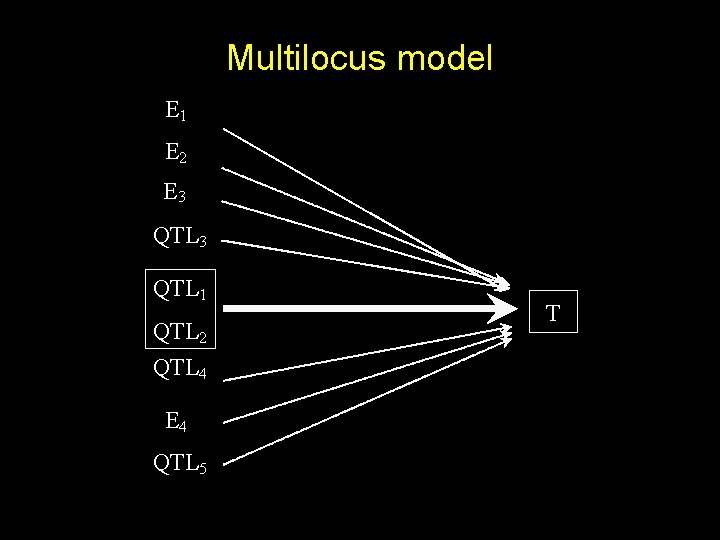Multilocus model E 1 E 2 E 3 QTL 1 QTL 2 QTL 4