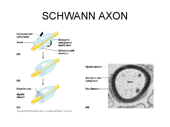 SCHWANN AXON 