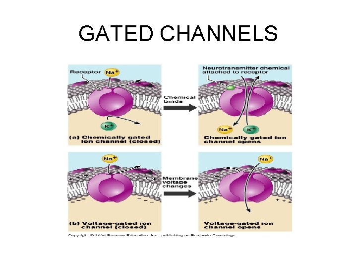 GATED CHANNELS 