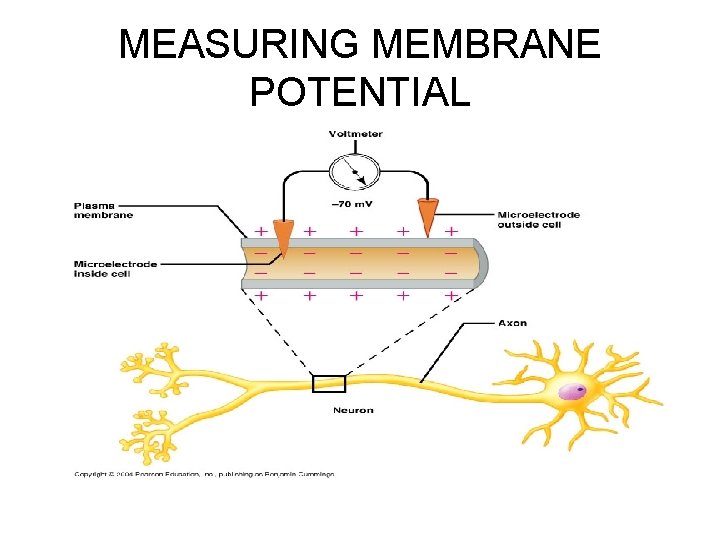 MEASURING MEMBRANE POTENTIAL 