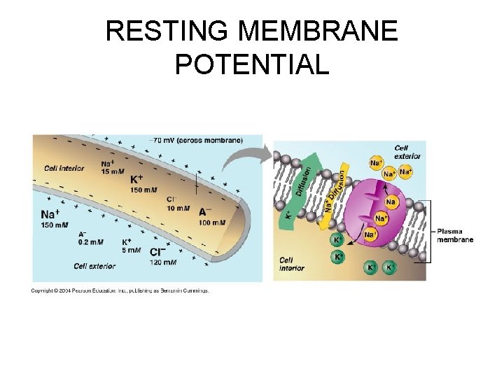 RESTING MEMBRANE POTENTIAL 