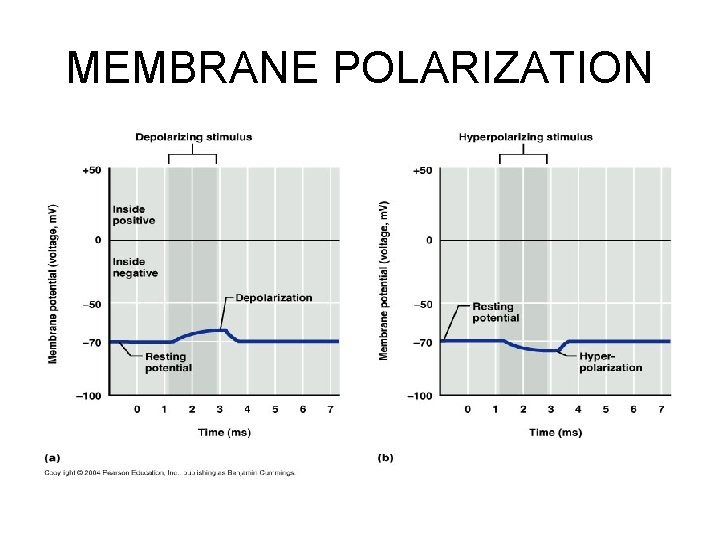 MEMBRANE POLARIZATION 