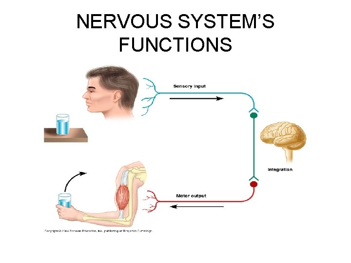 NERVOUS SYSTEM’S FUNCTIONS 