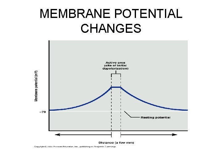 MEMBRANE POTENTIAL CHANGES 