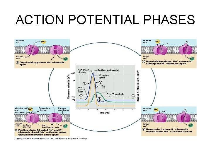 ACTION POTENTIAL PHASES 