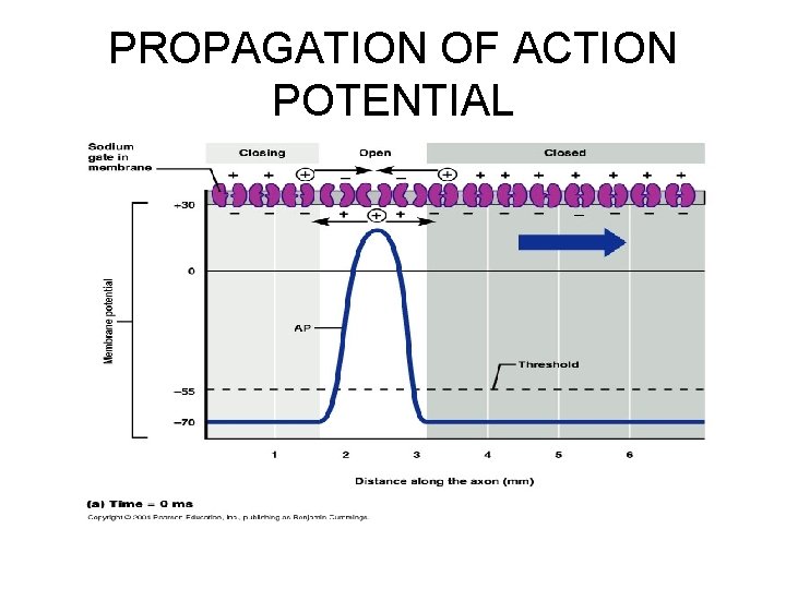 PROPAGATION OF ACTION POTENTIAL 