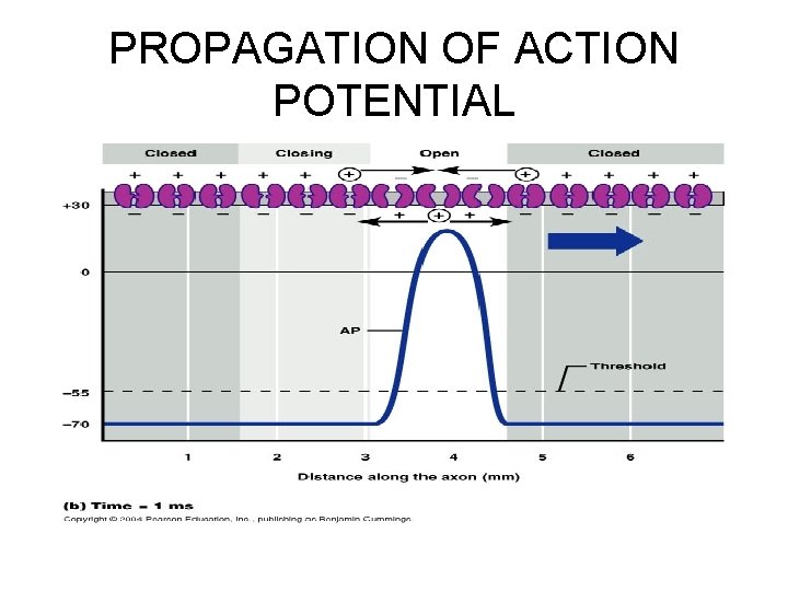 PROPAGATION OF ACTION POTENTIAL 