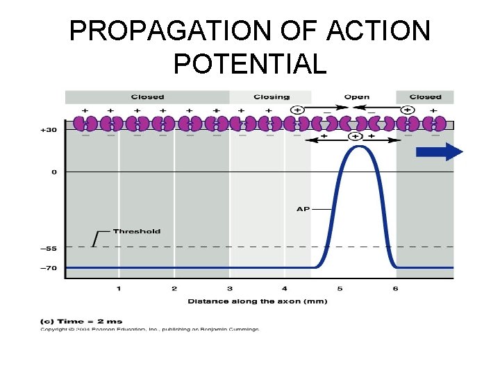 PROPAGATION OF ACTION POTENTIAL 