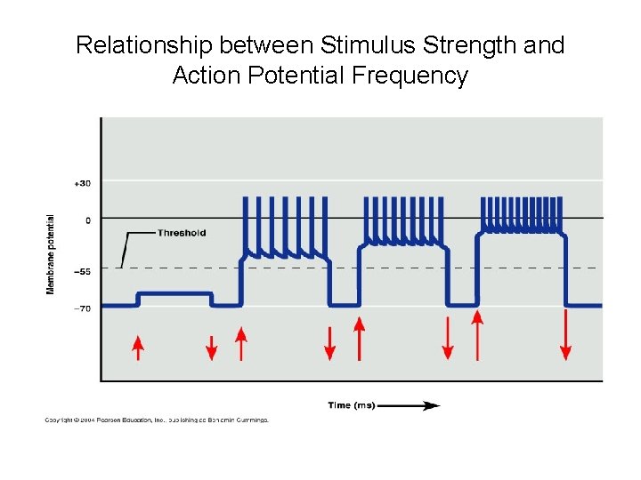 Relationship between Stimulus Strength and Action Potential Frequency 