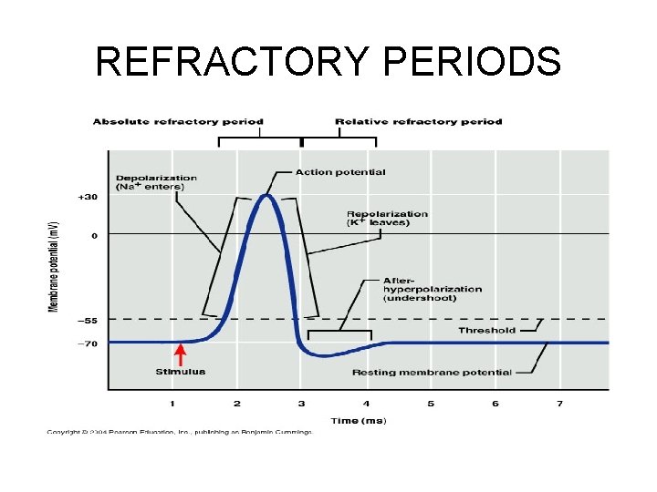 REFRACTORY PERIODS 