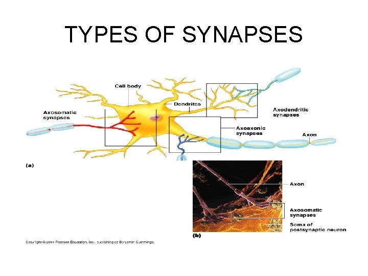 TYPES OF SYNAPSES 