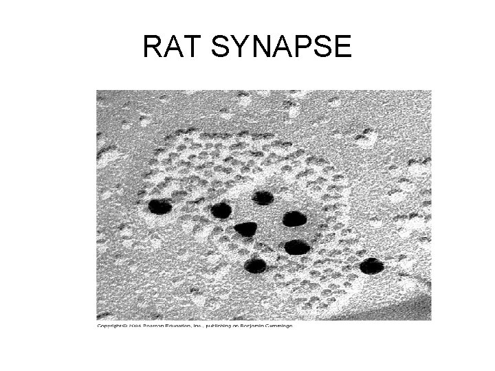 RAT SYNAPSE 