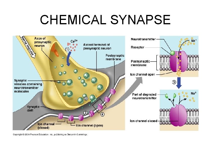 CHEMICAL SYNAPSE 