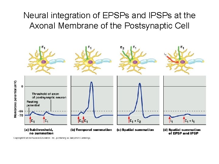 Neural integration of EPSPs and IPSPs at the Axonal Membrane of the Postsynaptic Cell