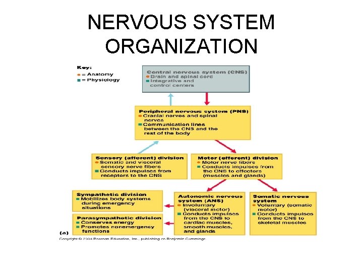 NERVOUS SYSTEM ORGANIZATION 