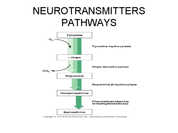 NEUROTRANSMITTERS PATHWAYS 