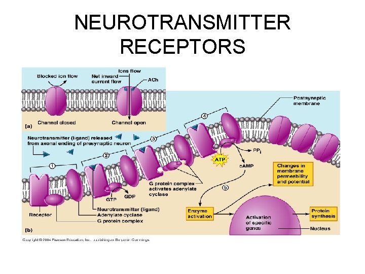 NEUROTRANSMITTER RECEPTORS 