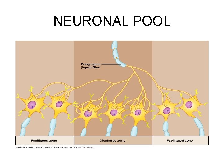 NEURONAL POOL 